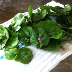 All About Malabar Spinach