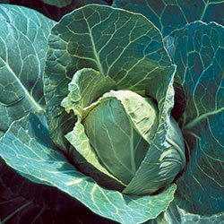 0353-cabbage-early-jersey-wakefield