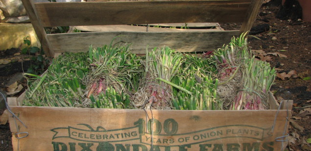 Onion Planting