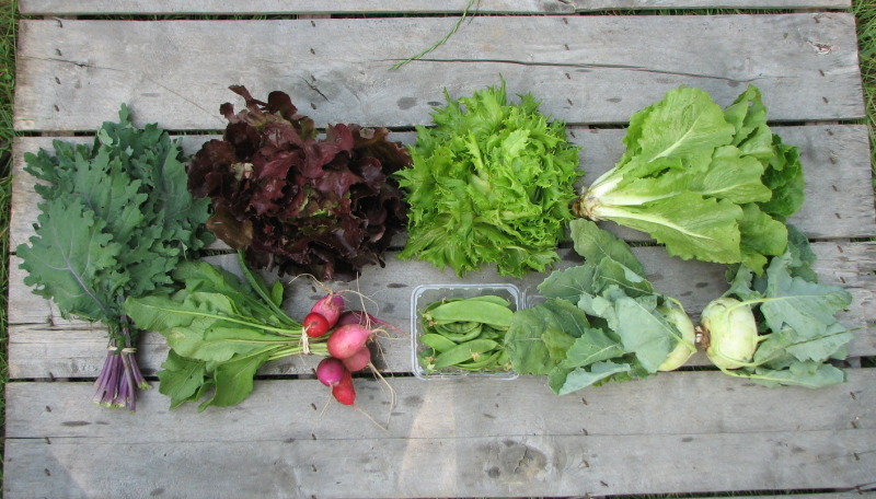 large-spring-csa-share